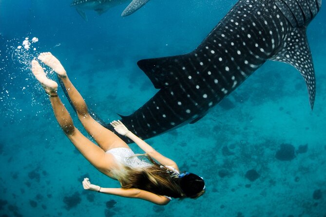 Maafushi: Whale Sharks & Manta Rays Snorkeling With Dolphin Watching - Review Breakdown
