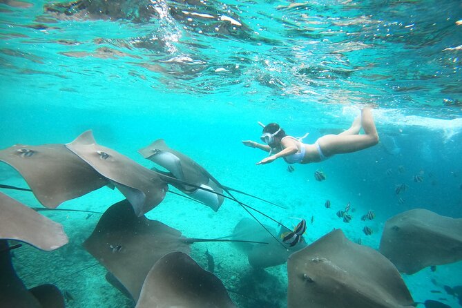 Maafushi: Whale Sharks & Manta Rays Snorkeling With Dolphin Watching - Booking Confirmation