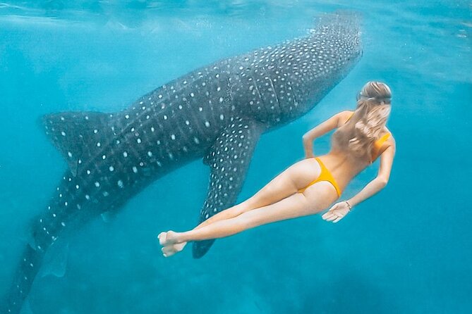 Maafushi: Whale Sharks & Manta Rays Snorkeling With Dolphin Watching - Accessibility