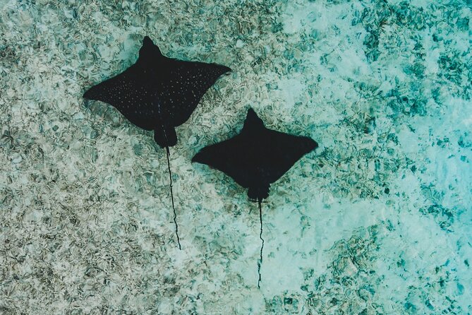 Maafushi: Whale Sharks & Manta Rays Snorkeling With Dolphin Watching - Transportation
