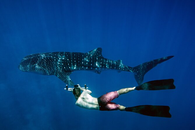 Maafushi: Whale Sharks & Manta Rays Snorkeling With Dolphin Watching - Participant Eligibility