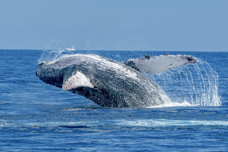 Maalaea Harbor: Whale Watching Catamaran Cruise - Experience and Itinerary