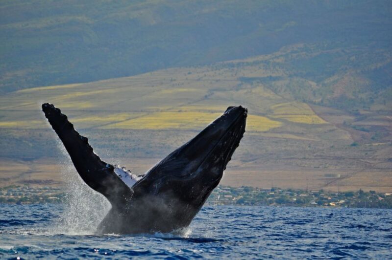 Maalaea Harbor: Whale Watching Catamaran Cruise - Meeting Point and Parking