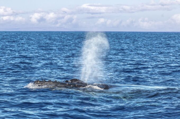 Maalaea Harbor: Whale Watching Catamaran Cruise - Suitability and Restrictions