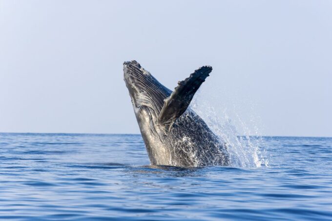 Maalaea Harbor: Whale Watching Catamaran Cruise - Whale Behaviors and Highlights