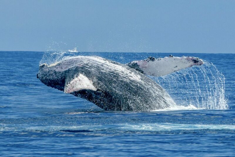 Ma'alaea Harbor: Whale Watching Tour Aboard Power Catamaran - Practical Details