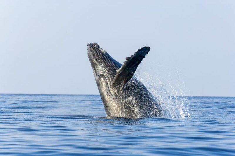 Ma'alaea Harbor: Whale Watching Tour Aboard Power Catamaran - Who Should Consider This Tour?