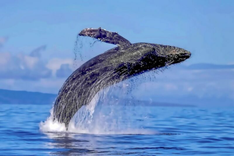 Ma'alaea Harbor: Whale Watching Tour Aboard Power Catamaran - Final Thoughts
