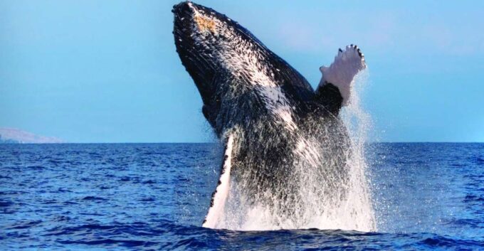 Maalaea: Small Group 2-Hour Whale Watch Experience - Safety Precautions