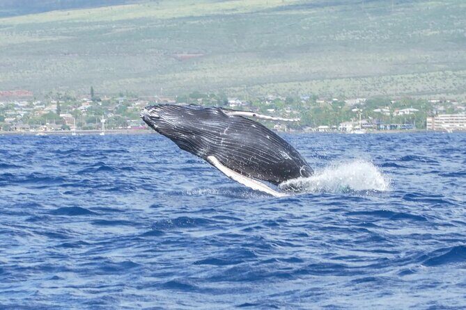 Maalaea Whale Watching Activity Visit - The Itinerary and What You Can Expect