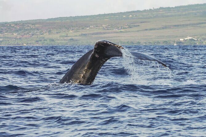 Maalaea Whale Watching Activity Visit - What’s Included and What You Should Know
