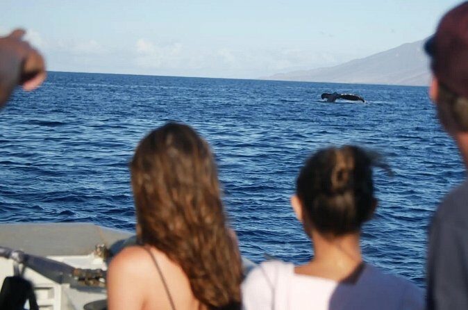 Maalaea Whale Watching Activity Visit - The Sum Up: The Value and Who It’s Best For