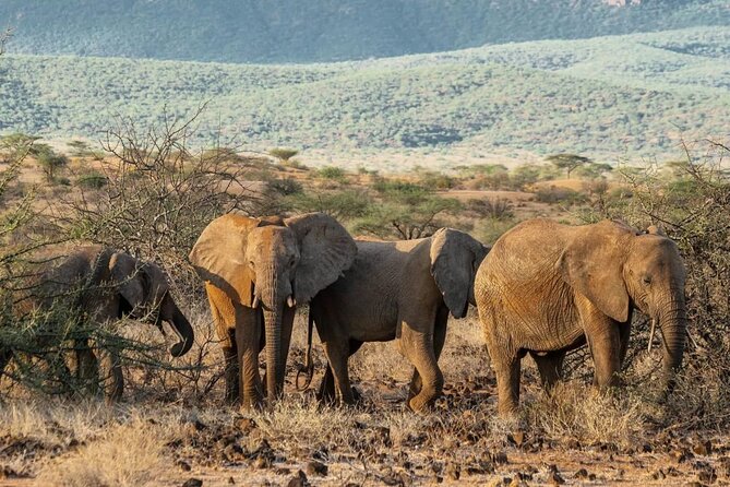 Maasai Mara 3 Day Guided Tour - Cancellation and Policies
