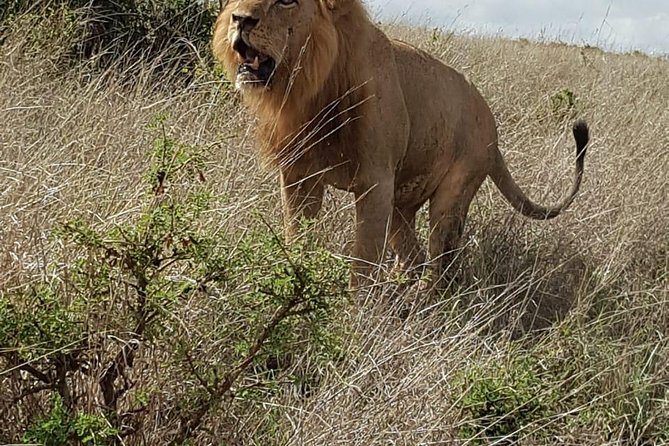 Maasai Mara Game Reserve - Additional Details About the Tour