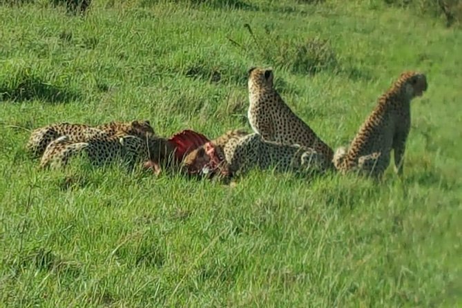 Maasai Mara Game Reserve - Tour Highlights and Activities