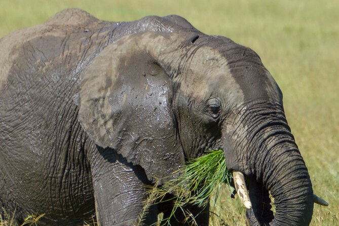 Maasai Mara National Reserve 3-Day Safari - Key Points