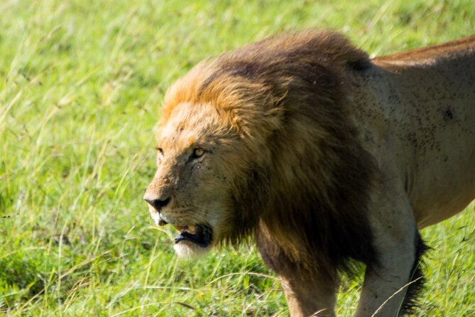 Maasai Mara National Reserve 3-Day Safari - Wildlife Viewing Opportunities