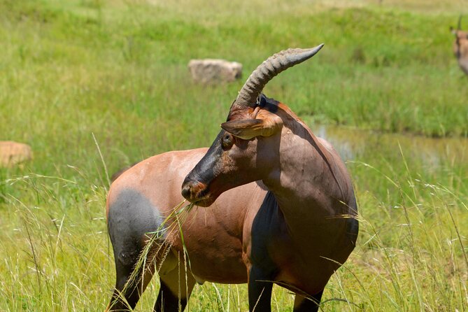 Maasai Mara National Reserve 3-Day Safari - Packing and Essentials Checklist