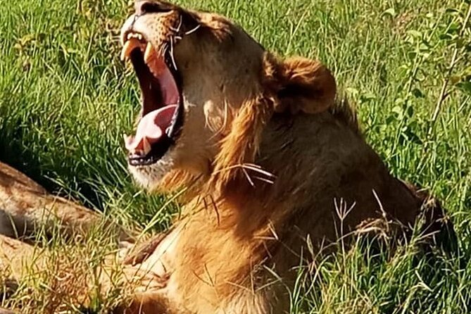 Maasai Mara National Reserve 3-Day Safari - Transportation and Pickup Details