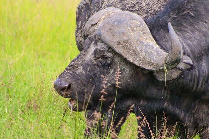 Maasai Mara National Reserve 3-Day Safari - Tour Booking and Cancellation Policy