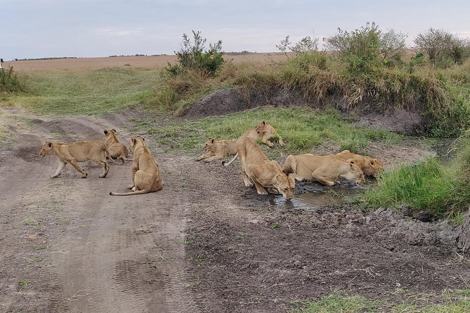 Maasai Mara Safari!! - Luxury Safari Experience