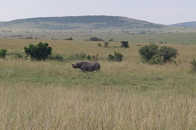 Maasai Mara Safari!! - Convenient Pickup Options