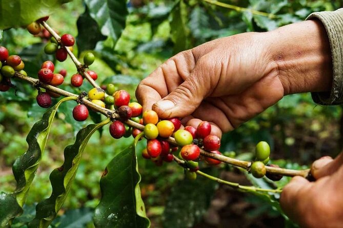 Maasai Village Visit, Materuni Waterfalls & Coffee Experience - Transport and Contribution Included