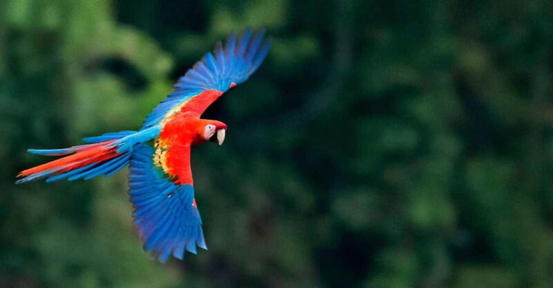 Macaw Clay Clay 2 Days | Macaw Clay Lick – Hikes - Arrival and Activities
