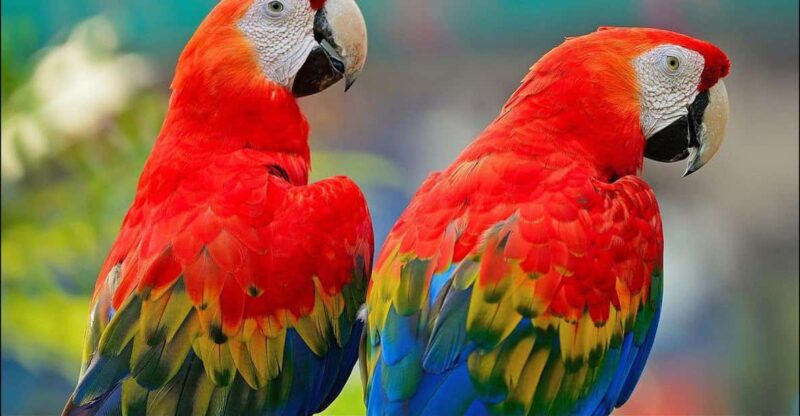 Macaw Clay Lick 2D Excursion | Sunset in the Jungle | - Itinerary Day 1: Jungle Walk & Sunset