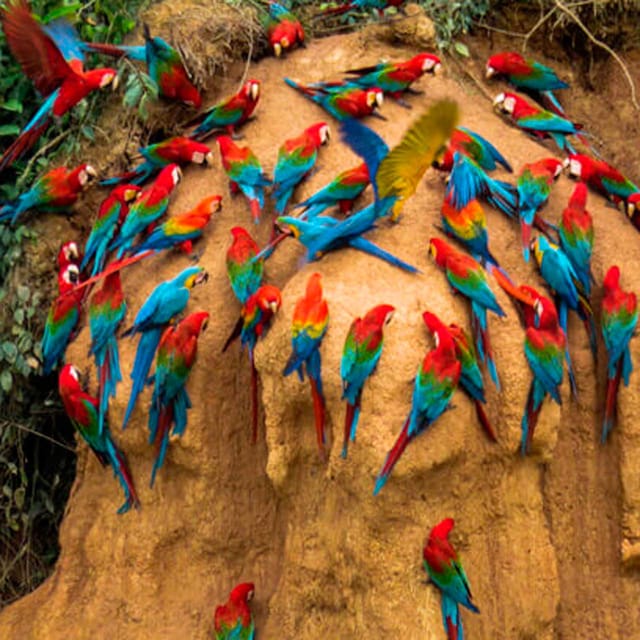 Macaw Clay Lick Tour | 3 Days - Arrival and Transfer