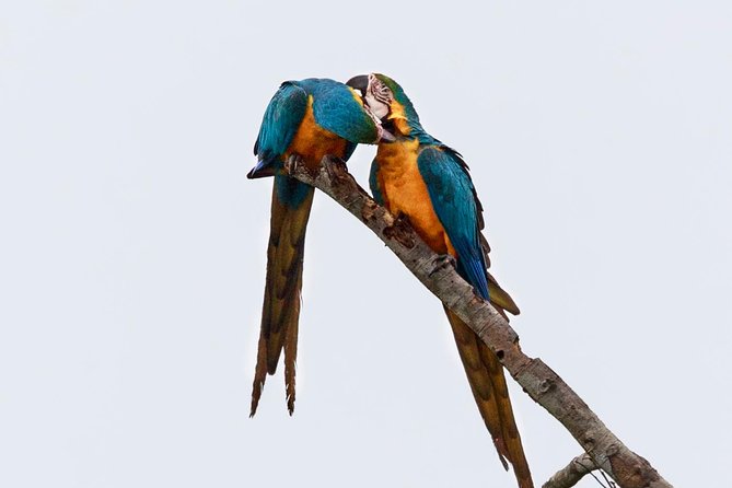 Macaw Collpa & Sandoval Lake 4 Days / 3 Nights - Key Points