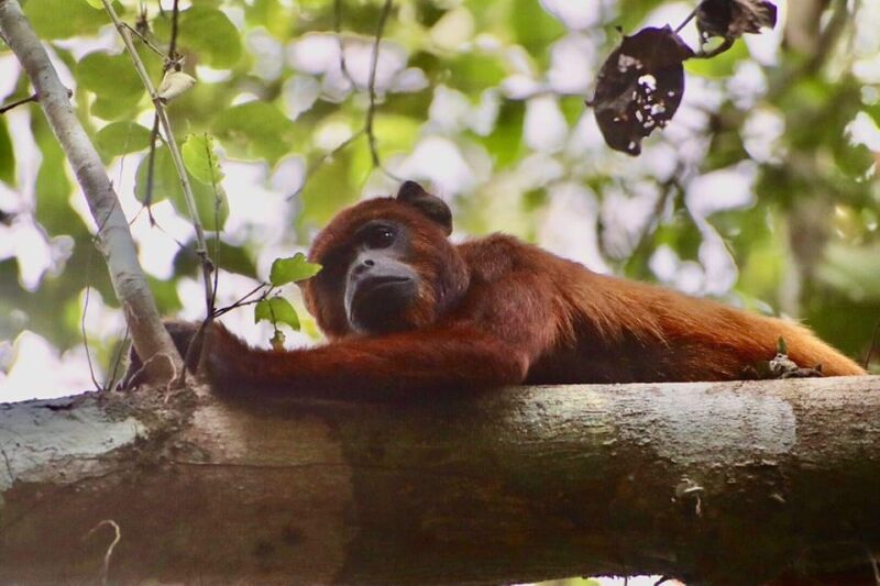 Macaw Magic: 3 Days at Tambopatas Clay Lick - Key Points