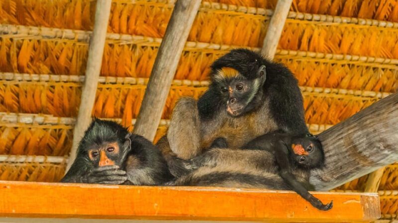Macaw Magic: 3 Days at Tambopatas Clay Lick - Experience Highlights