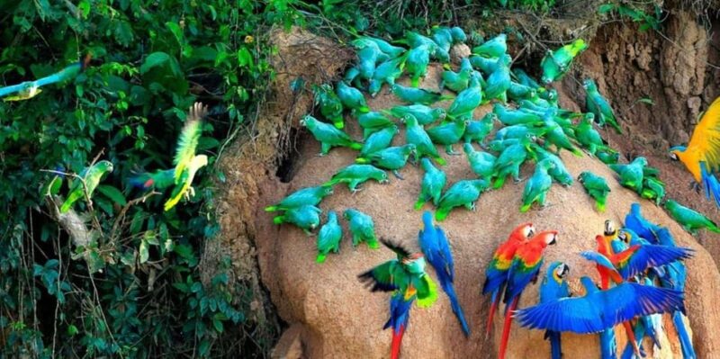 Macaw Magic: 3 Days at Tambopatas Clay Lick - Daily Itinerary
