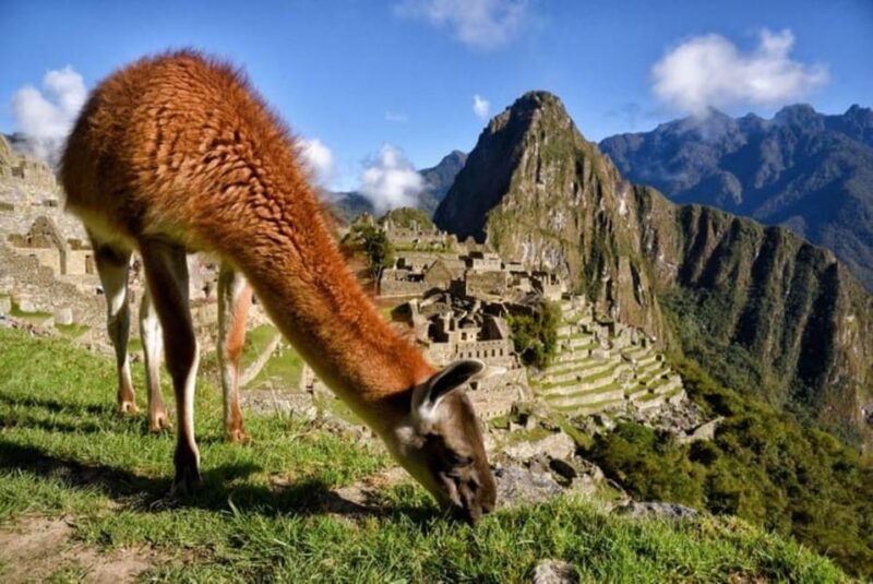 Machu Picchu 1 Day Adventure + Lunch - Needed Essentials