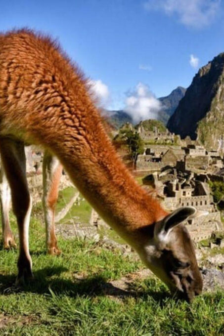 Machu Picchu 1 Day Adventure + Lunch - Guest Feedback