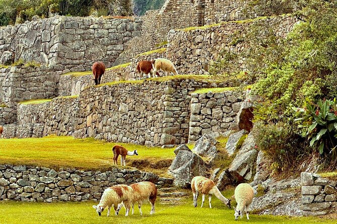 Machu Picchu by Train Full Day - Personalized and Knowledgeable Guides