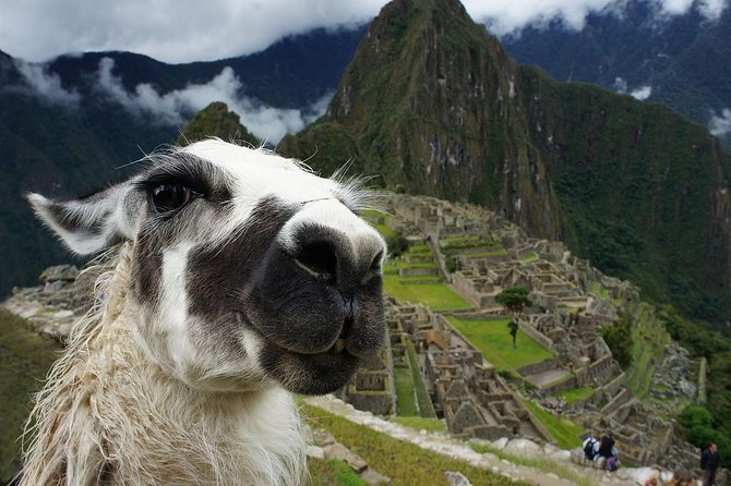 Machu Picchu Entry Tickets - Reviews and Feedback