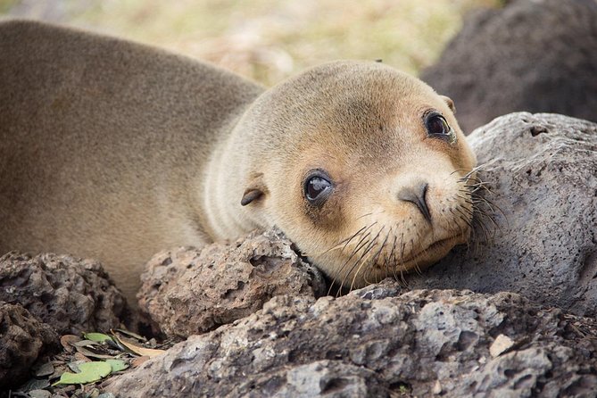 Machu Picchu & Galapagos Islands Tour- 10 Days - Transportation and Accommodation
