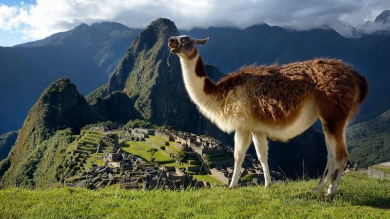 Machu Picchu One Day Trip From Cusco - Transportation Options