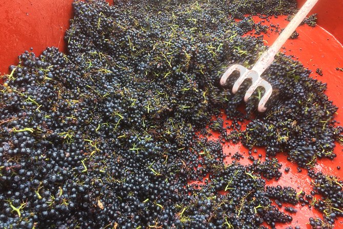 Macon & Beaujolais Wine Tour (9:00 Am to 5:15 Pm) - Small Group Tour From Lyon - Additional Considerations
