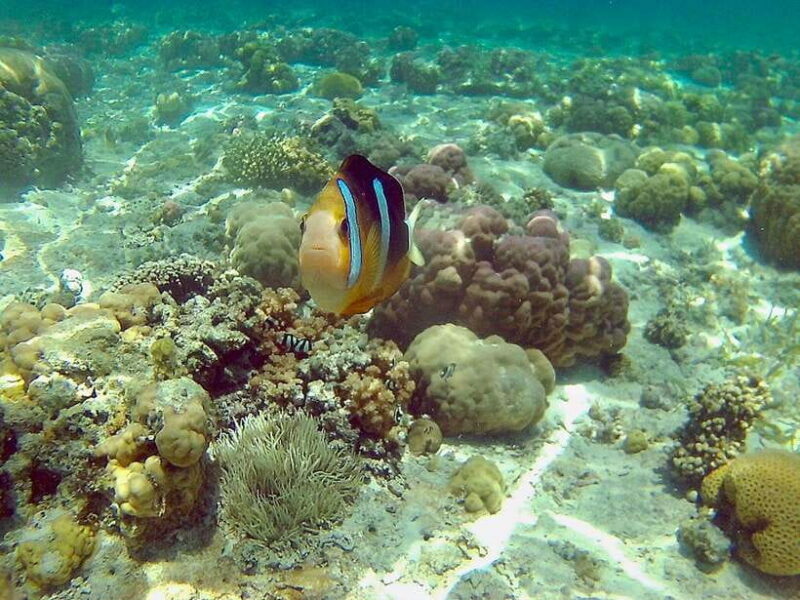 Mactan: Cebu Island Hopping Boat Tour with Lunch - An Overview of the Experience