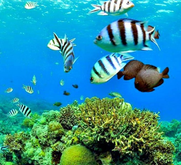 Mactan: Cebu Island Hopping With Eat All You Can Buffet - Caohagan Island Exploration