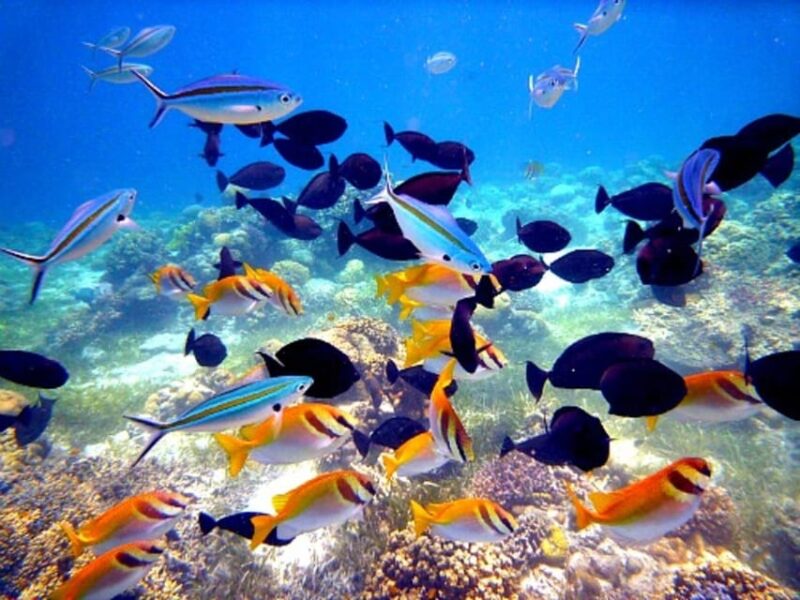 Mactan: Cebu Island Hopping With Eat All You Can Buffet - Nalusuan Island Experiences