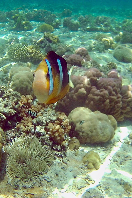 Mactan: Cebu Island Hopping With Eat All You Can Buffet - Dining Experience Details