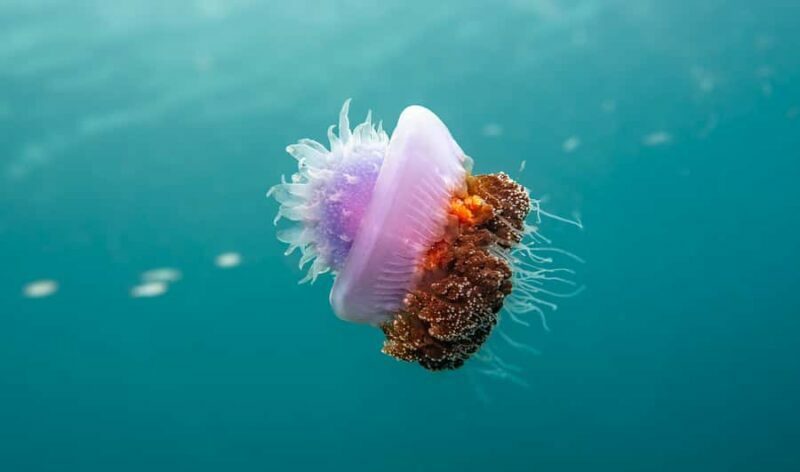 Mactan Sanctuary: Discover Scuba Diving, Island Hop, & Lunch - FAQ