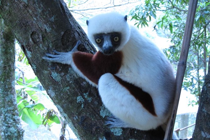 Madagascar 7 Days Baobabs and Lemurs Tour - Key Points