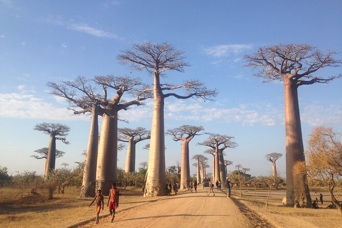 Madagascar 7 Days Baobabs and Lemurs Tour - Pickup Information