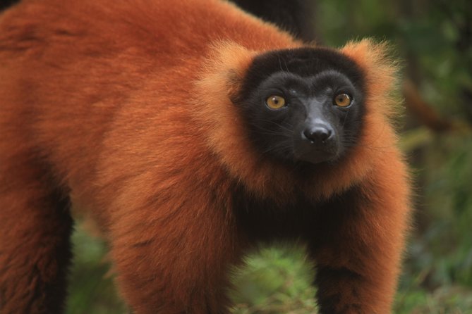 Madagascar Wildlife Tour for 02 Days - Inclusions