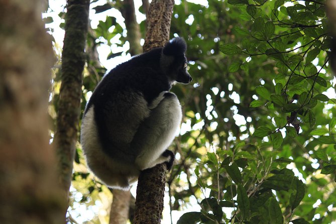Madagascar Wildlife Tour for 02 Days - Group Size and Pickup Details